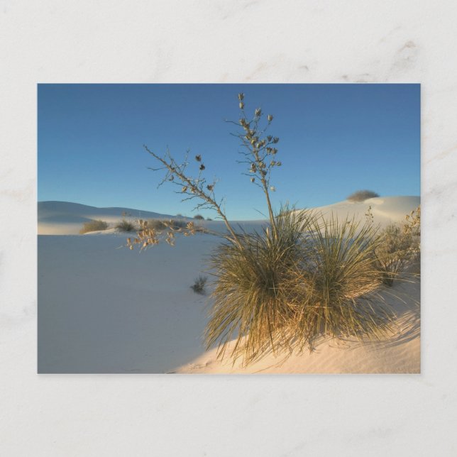 Postal EE. UU., Nuevo México, White Sands National 3 (Anverso)