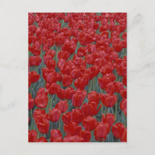 Postal EE.UU., Ohio, Cincinnati. Cama de tulipanes rojos