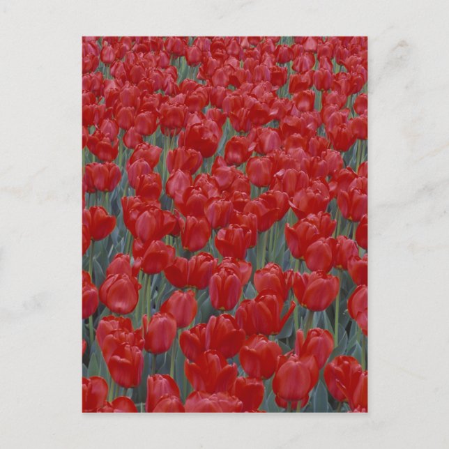 Postal EE.UU., Ohio, Cincinnati. Cama de tulipanes rojos (Anverso)