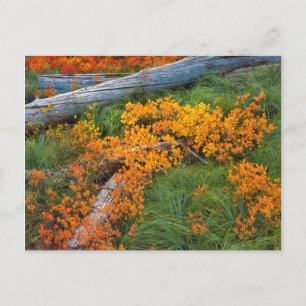 Postal EE.UU., Oregón, Bosque Nacional Willamette