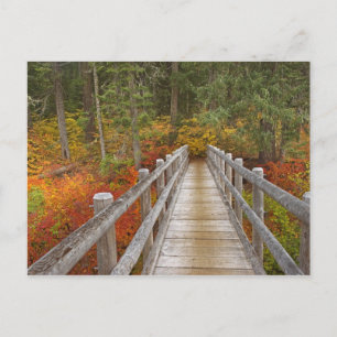 Postal EE. UU., Oregón, Bosque Nacional Willamette.