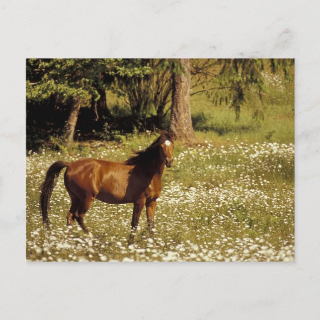 Postal EE. UU., Oregón. Caballo en campo de margaritas (Anverso)