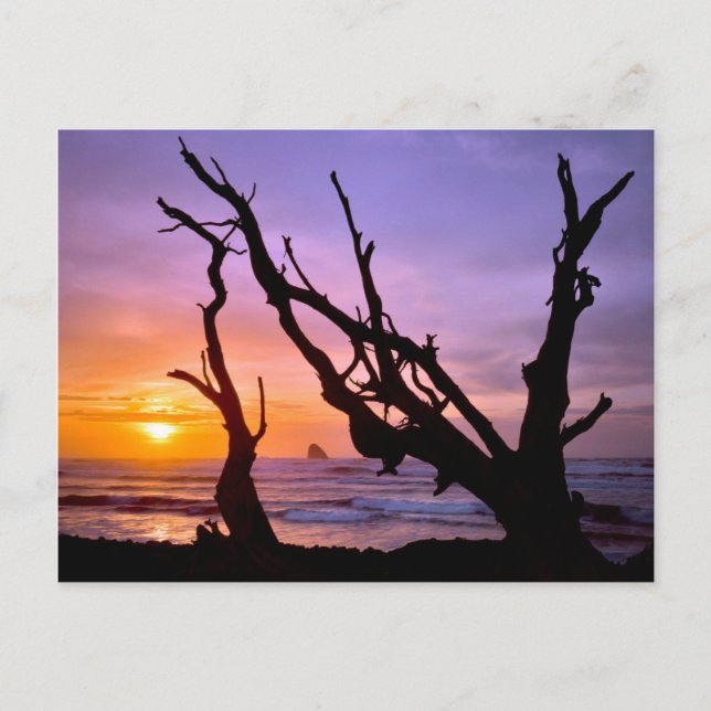 Postal EE. UU., Oregón, Cape Meares. Atardecer (Anverso)