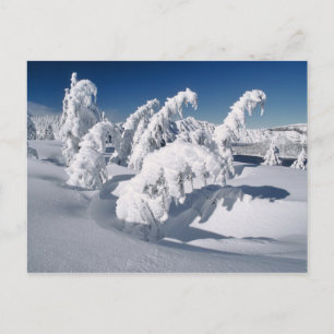 Postal EE.UU., Oregon, Crater Lake NP. Árboles caen bajo 