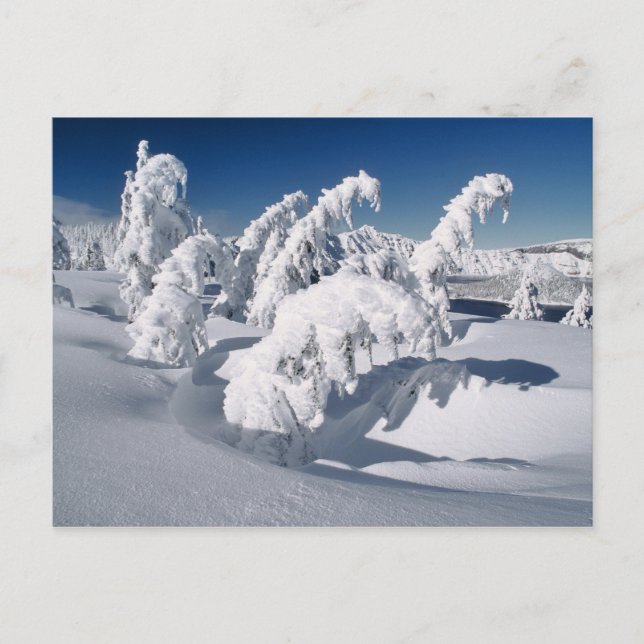 Postal EE.UU., Oregon, Crater Lake NP. Árboles caen bajo  (Anverso)