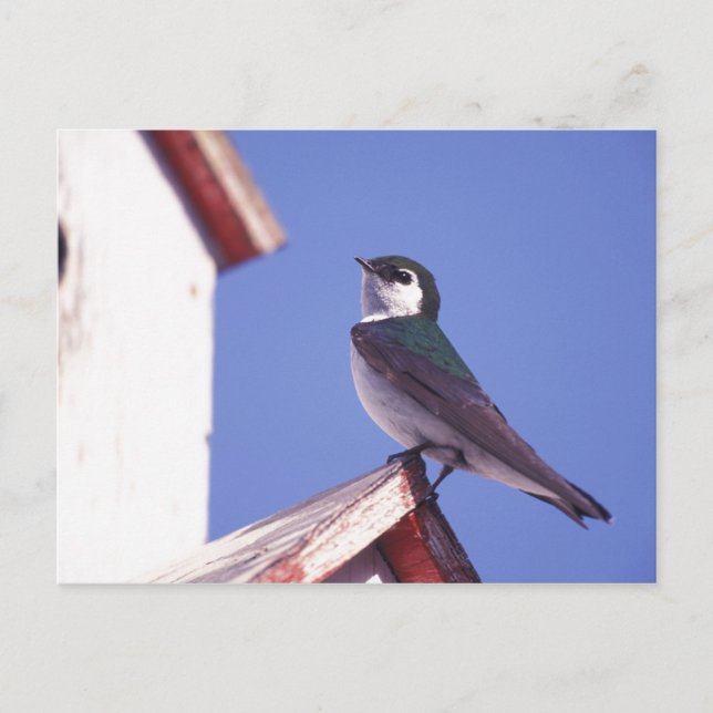 Postal EE. UU., Oregón. Golondrina Verde-Azúl Tachycineta (Anverso)