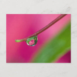 Postal EE.UU., Oregón, Jardines Shore Acres, gota de agua