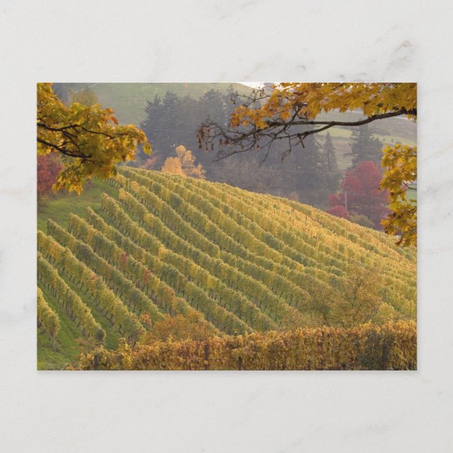Postal EE. UU., Oregón, Newberg. Viñedo en otoño. (Anverso)