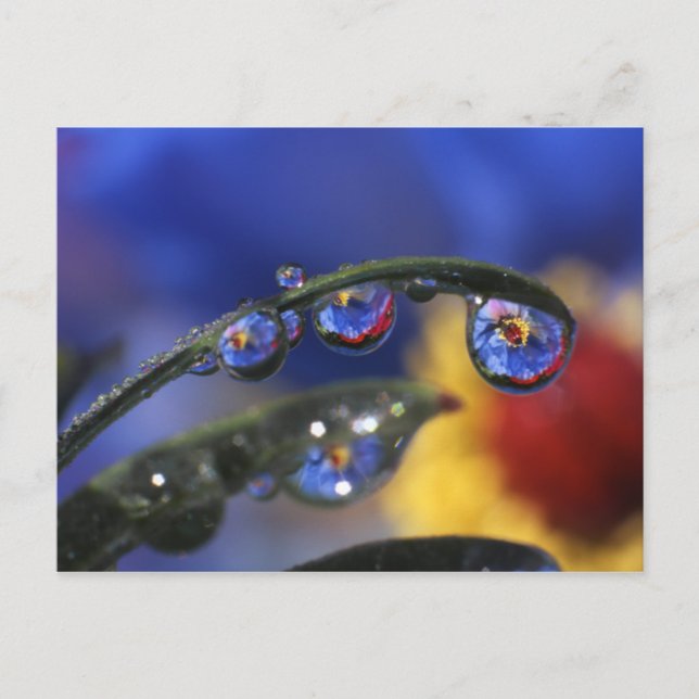 Postal EE.UU., Oregón, Portland, Cierre de ladybird (Anverso)