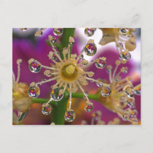 Postal EE. UU., Oregón, Portland. Flores de cosmos se ref