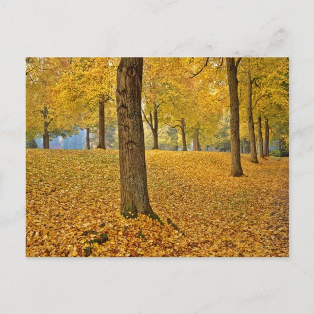 Postal EE. UU., Oregón, Portland. Tilos americanos (Anverso)