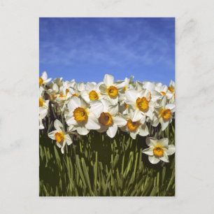 Postal EE. UU., Oregón, Valle de Willamette. Los narcisos