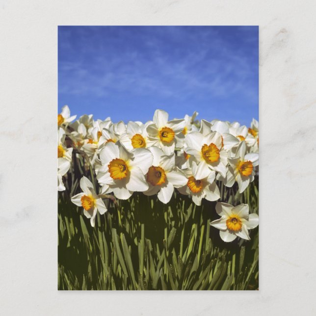 Postal EE. UU., Oregón, Valle de Willamette. Los narcisos (Anverso)