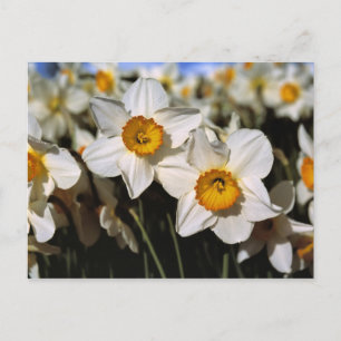Postal EE. UU., Oregón, Valle de Willamette. Narcisos