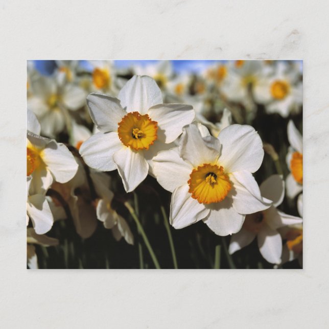 Postal EE. UU., Oregón, Valle de Willamette. Narcisos (Anverso)