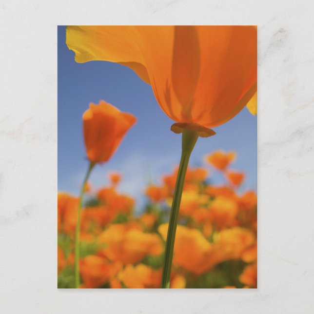 Postal EE.UU., Oregón, Willamette Valley, cerca de (Anverso)