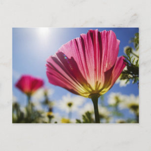 Postal EE.UU., Oregón, Willamette Valley, cerca de