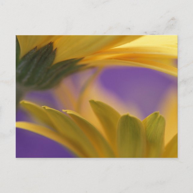 Postal EE.UU., Pennsylvania. Yellow Gerbera Daisies, cerc (Anverso)