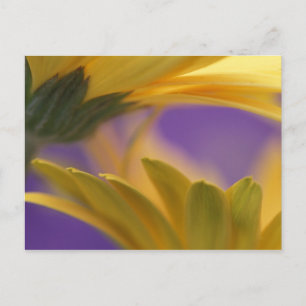 Postal EE.UU., Pennsylvania. Yellow Gerbera Daisies, cerc