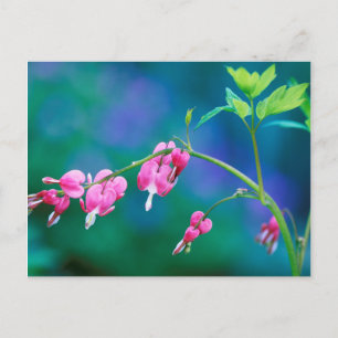 Postal EE. UU., Pensilvania. Flores de corazón sangrante