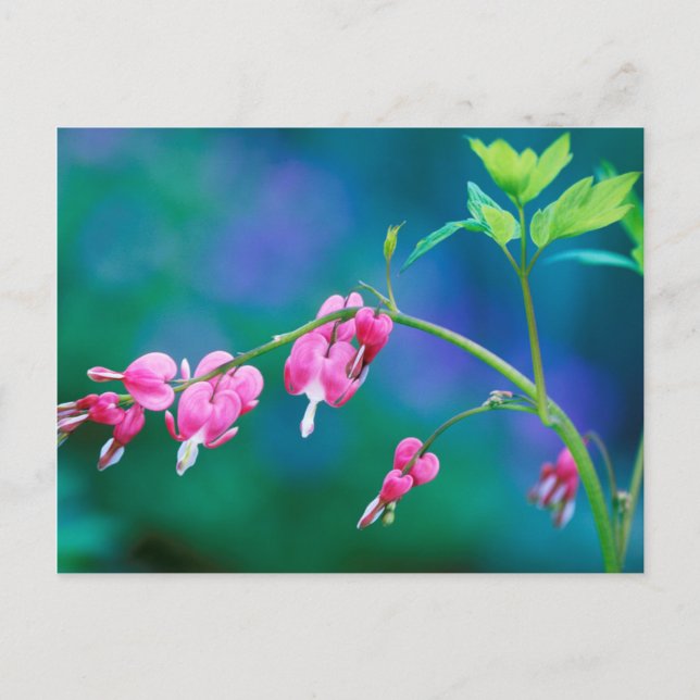 Postal EE. UU., Pensilvania. Flores de corazón sangrante (Anverso)