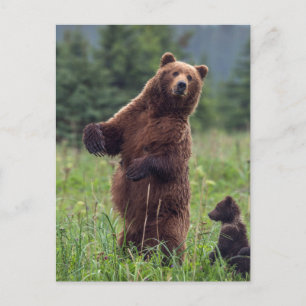 Postal EE. UU., sureste de Alaska, oso pardo y cachorro