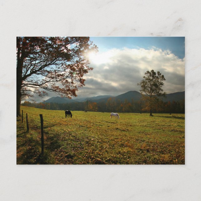 Postal EE. UU., Tennessee. Caballos en el valle de Cades  (Anverso)