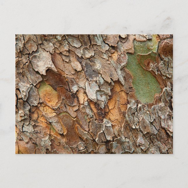 Postal EE.UU., Tennessee, Cierre De Barca En Un Árbol (Anverso)