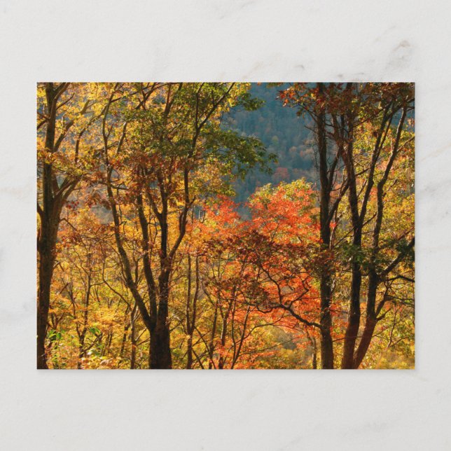 Postal EE. UU., Tennessee. Follaje de otoño (Anverso)