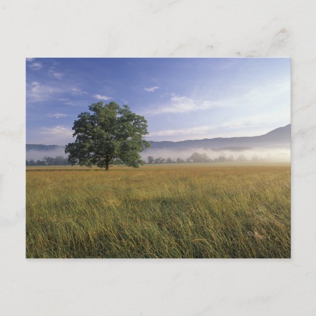 Postal EE.UU., Tennessee. Montañas del Gran Smokey (Anverso)