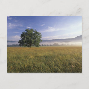 Postal EE.UU., Tennessee. Montañas del Gran Smokey