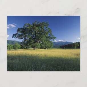 Postal EE.UU., Tennessee. Montañas Gran Smokey 3