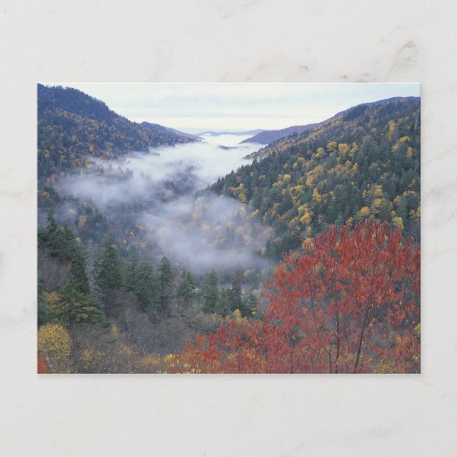 Postal EE. UU., Tennessee, Parque Nacional Grandes Montañ (Anverso)