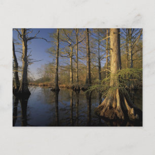 Postal EE.UU., Tennessee. Vida silvestre nacional de Reel