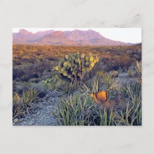 Postal EE. UU., Texas, Big Bend NP. Un anochecer arenoso 