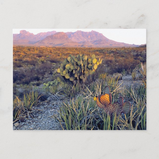 Postal EE.UU., Texas, Big Bend NP. Un atardecer rosa y ar (Anverso)
