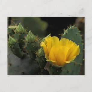 Postal EE. UU., Texas, Cactus de pera espinosa en flor.
