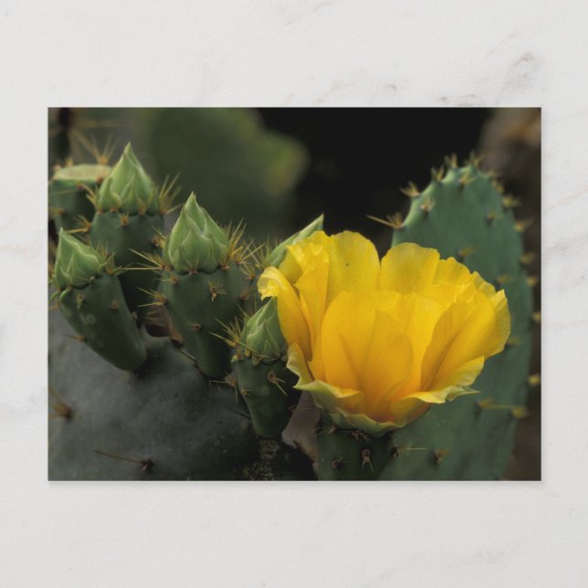 Postal EE. UU., Texas, Cactus de pera espinosa en flor. (Anverso)