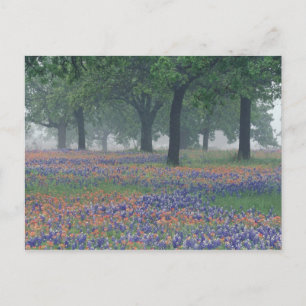 Postal EE. UU., Texas, Campo expansivo de Texas Hill Coun