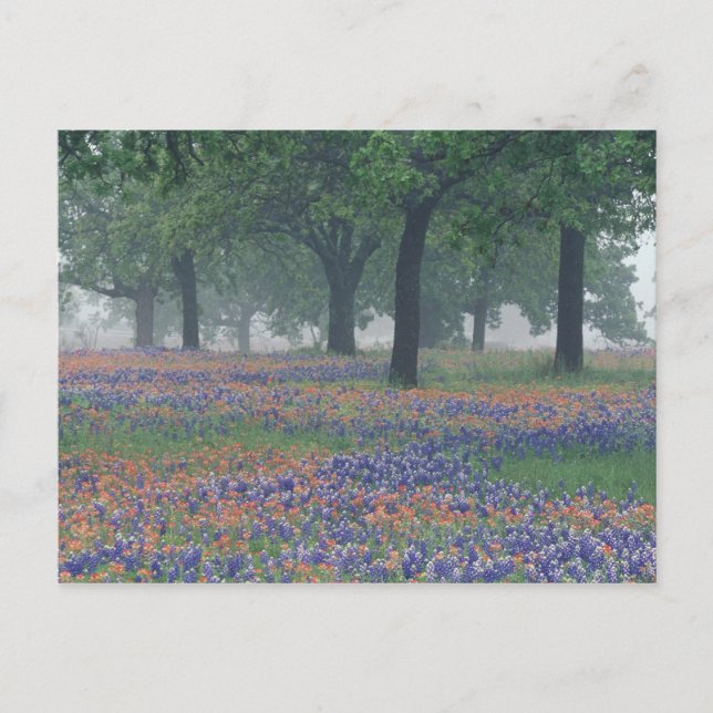 Postal EE. UU., Texas, Campo expansivo de Texas Hill Coun (Anverso)