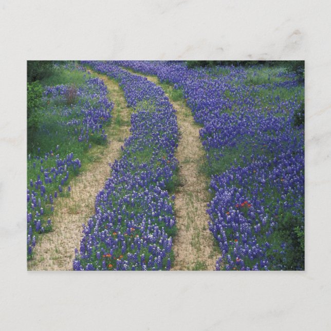 Postal EE.UU., Texas, cerca de las Cataratas de Mármol, p (Anverso)