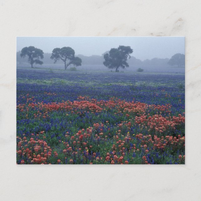 Postal EE. UU., Texas, cerca de Lytle Niebla, robles, blu (Anverso)