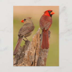 Postal EE. UU., Texas, condado de Hidalgo. Pareja de card