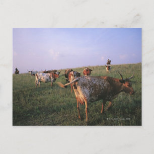 Postal EE.UU., Texas, Fortworth, vaqueros que cuidan