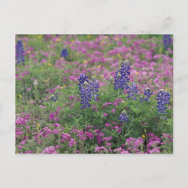 Postal EE. UU., Texas Hill Country. Bluebonnets entre phl (Anverso)