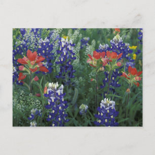 Postal EE. UU., Texas Hill Country. Bluebonnets y