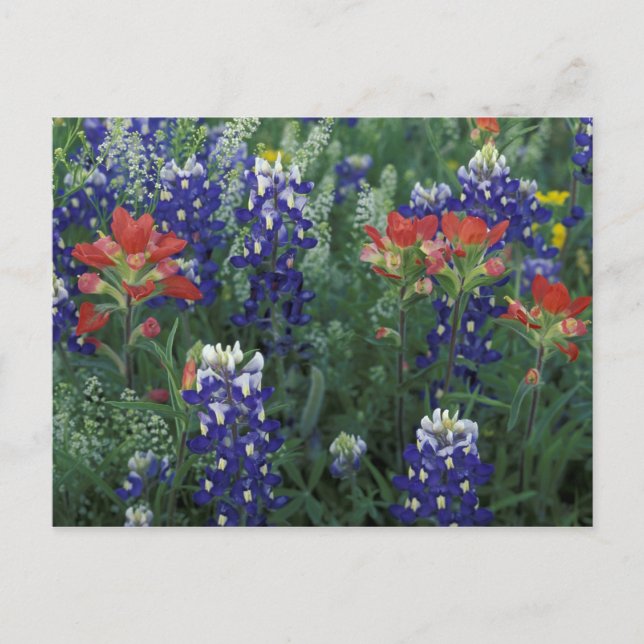 Postal EE. UU., Texas Hill Country. Bluebonnets y (Anverso)
