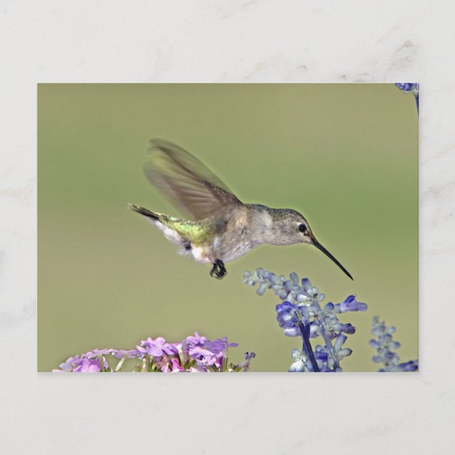 Postal EE.UU., Texas, Hill Country. Chinned femenino (Anverso)