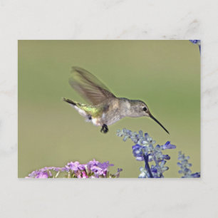 Postal EE.UU., Texas, Hill Country. Chinned femenino