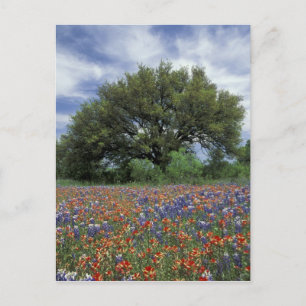 Postal EE. UU., Texas, Marble Falls Paintbrush y